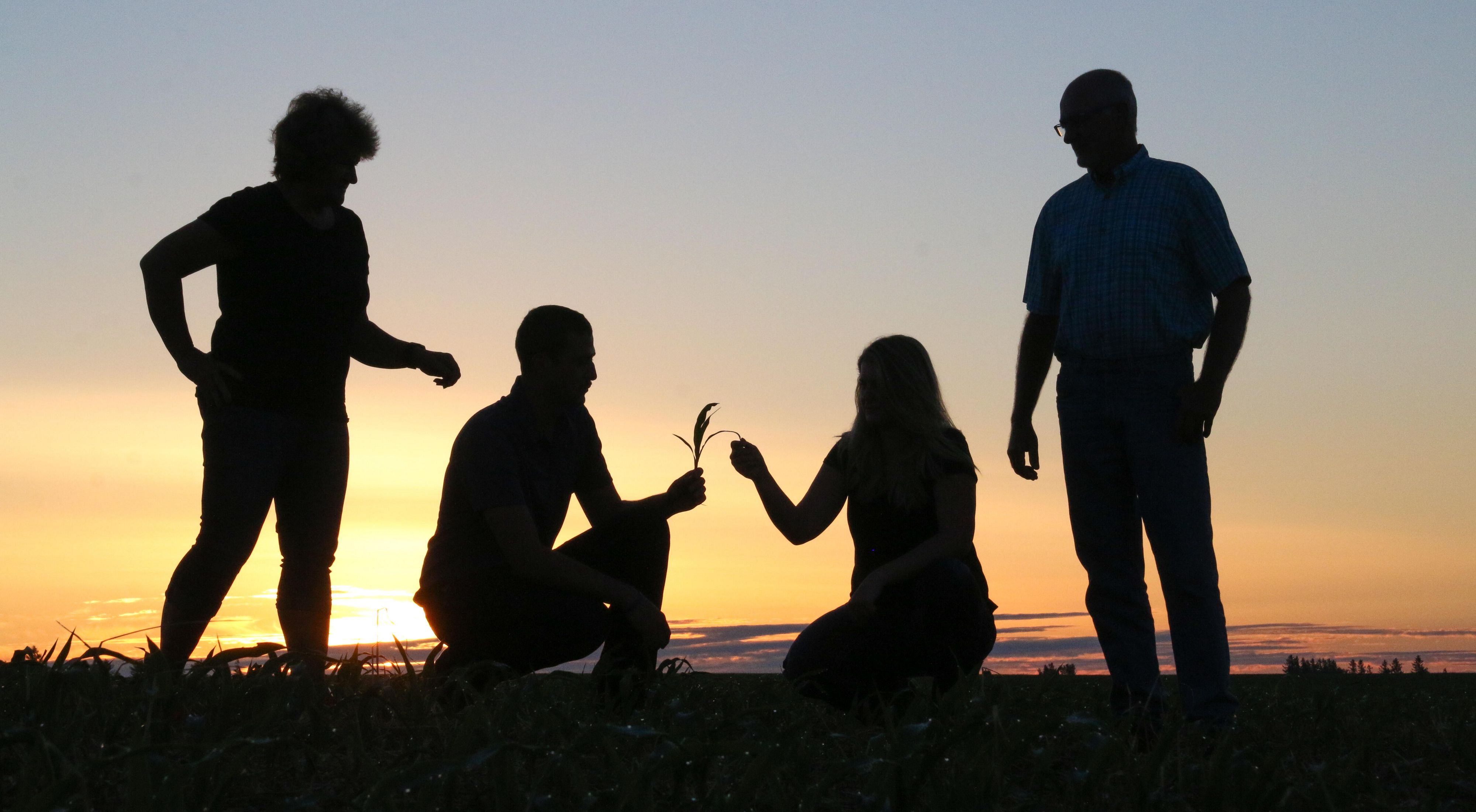 Photo of four people in silhouette of sunset in an Iowa farm field, holding a piece of wheat.