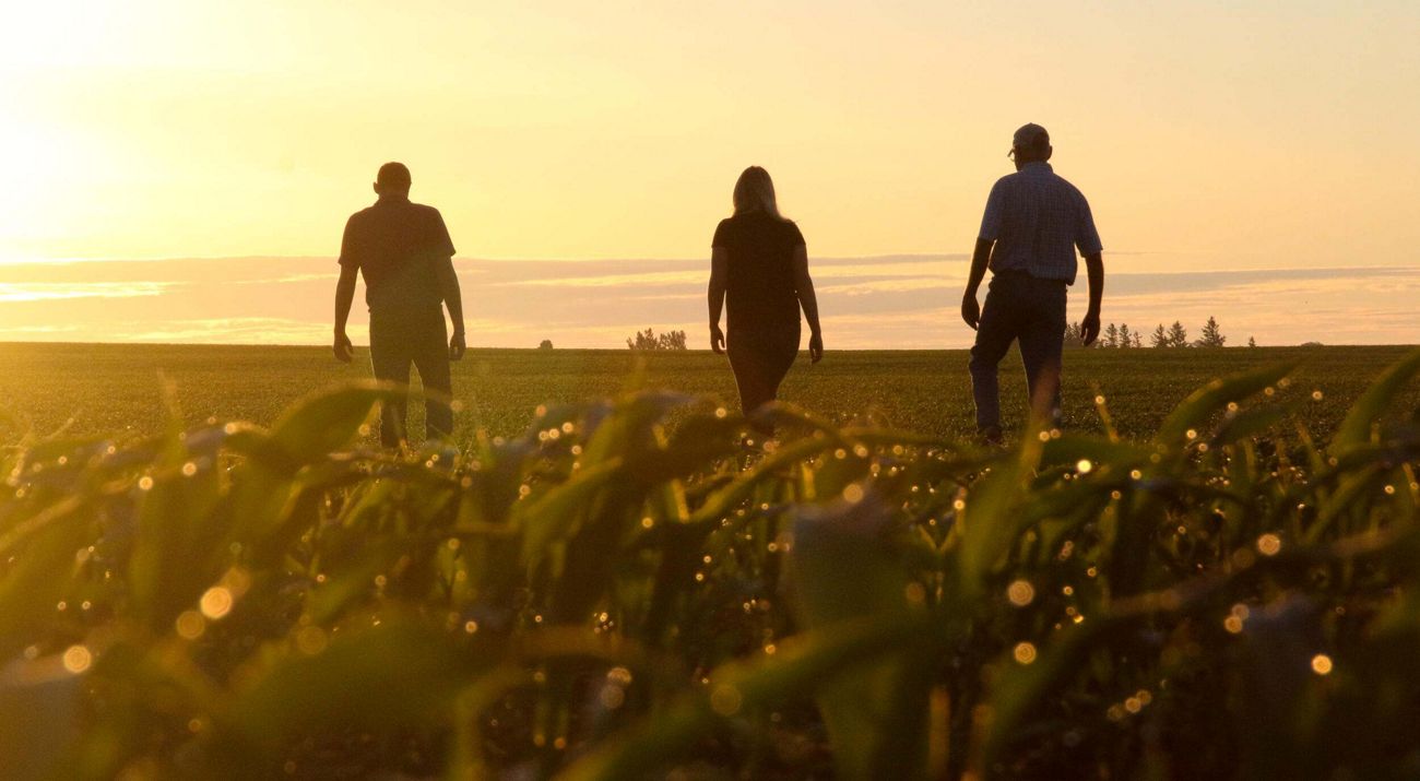 Three people walk through an agricultural field as the sun rises.