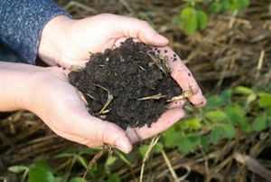 close up of two hands with soil.