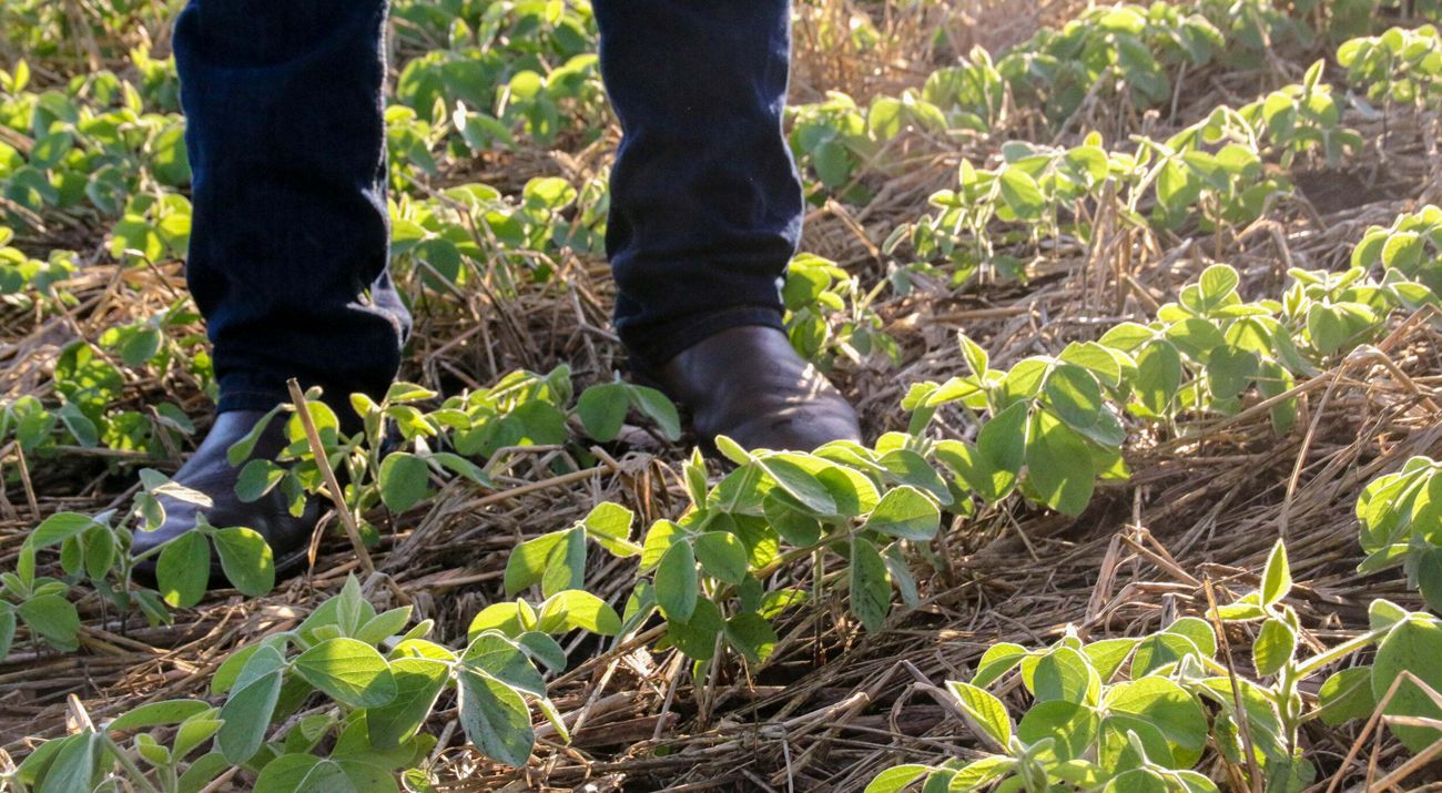 Closeup of a person's feet in boots standing amid small plants in a farm field.