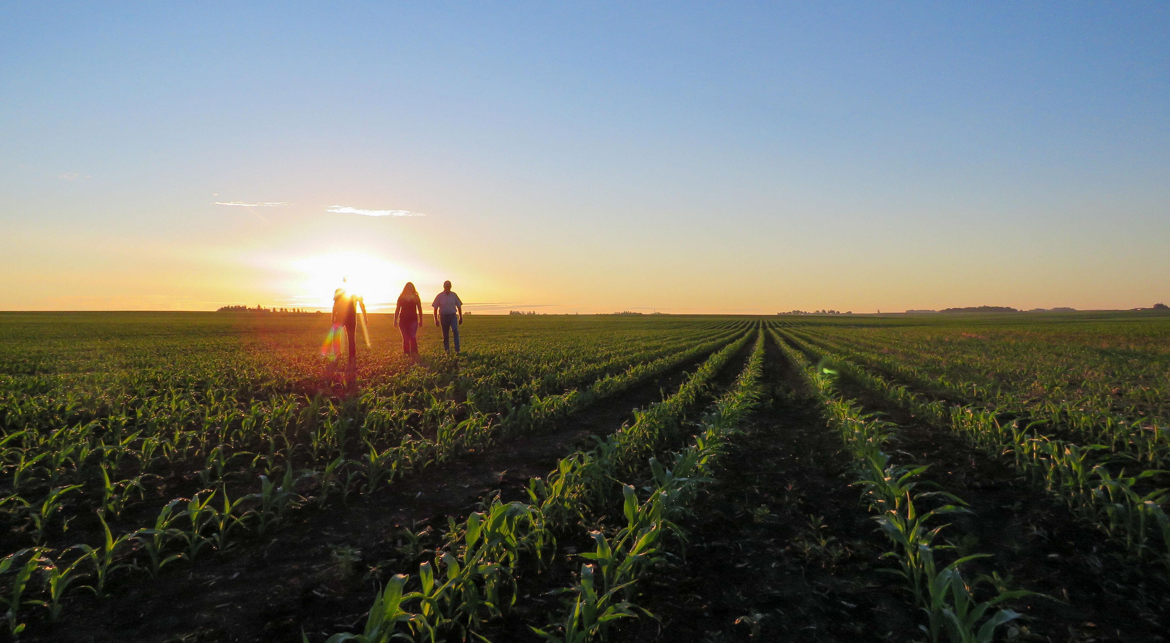 Three people walk towards a sunset on an Iowa cornfield.