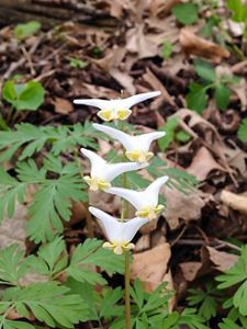Four small white and yellow flowers.