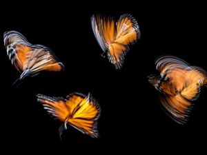 Monarchs in motion captured in Pismo Beach, California, USA