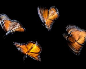 a long exposure shot of four monarch butterflies blurred against a black background