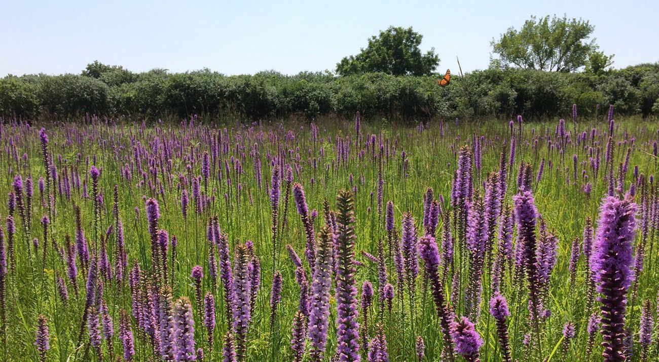 A butterfly flying over blazing star flowers in a prairie.