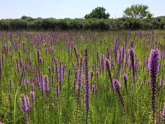 A monarch butterfly flies through field of blazing star plants.