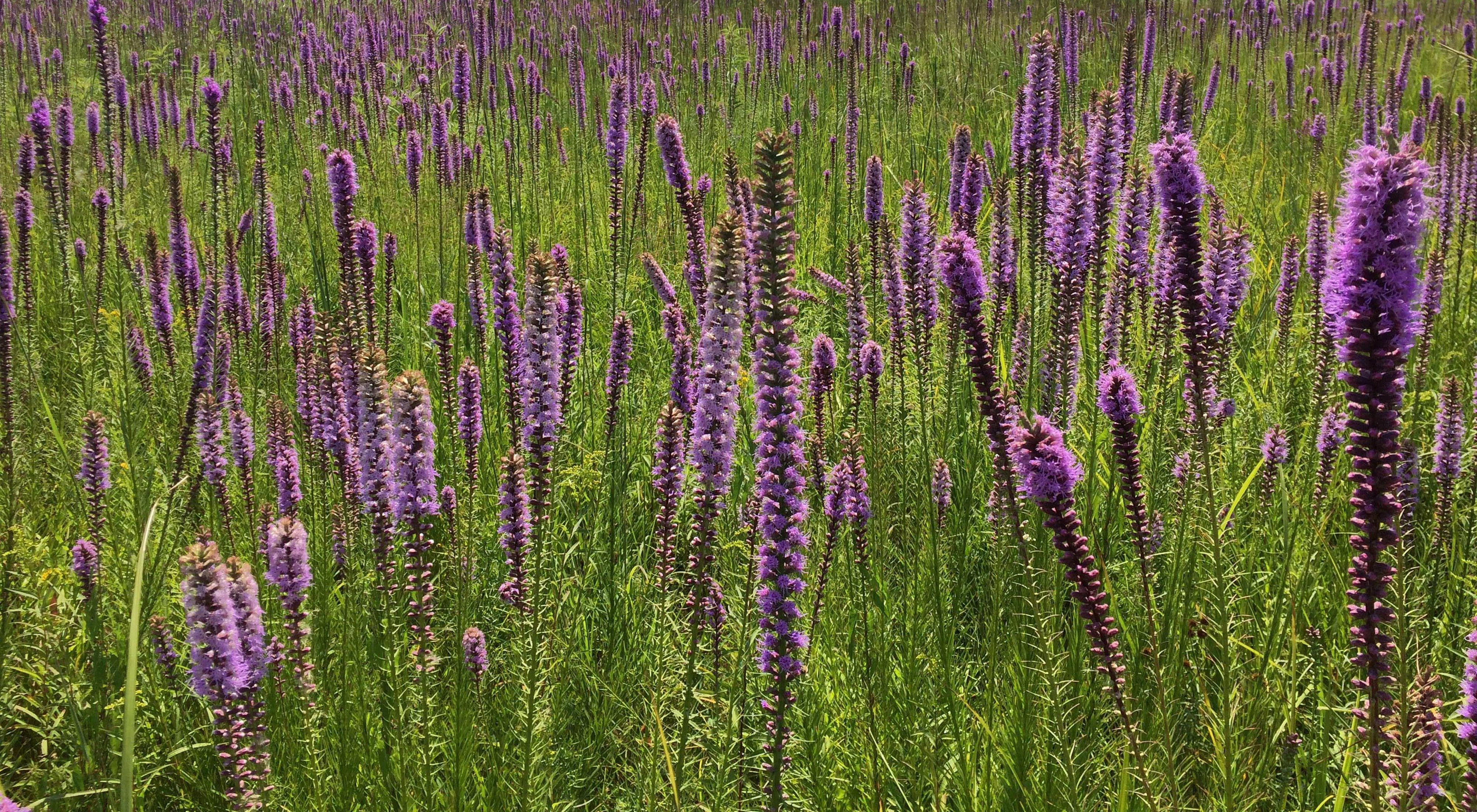A field full of tall purple flowers blooms in full sunlight. 