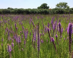 A butterfly flying over blazing star flowers in a prairie.