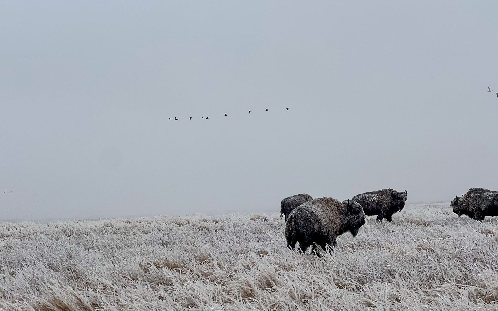 Ordway Prairie Buffalo are a keystone species whose role is integral to thousands of natural relationships across North America.  © Nate Powazki/TNC