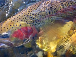 A close up of a colorful trout under water. 