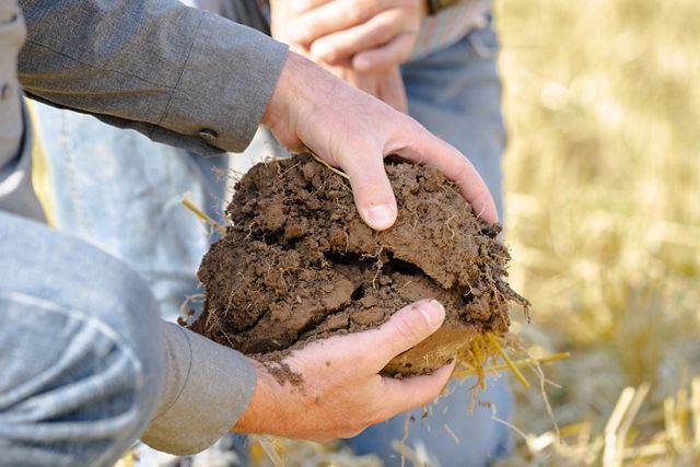 Close-up of hands breaking apart a clump of soil and roots.