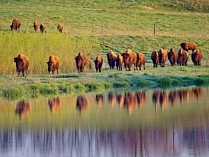 A small herd of bison graze at Nachusa Grasslands.