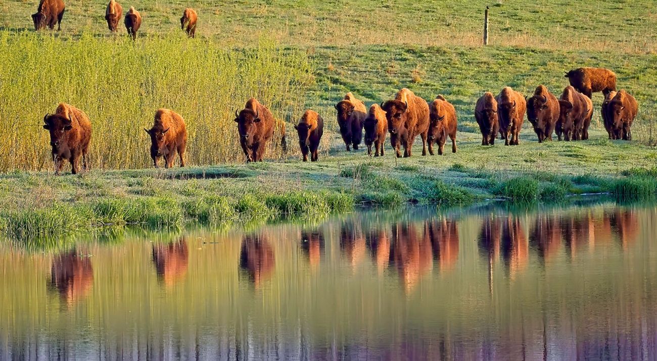 A small herd of bison graze at Nachusa Grasslands.