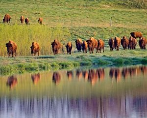 Bison grazing at Nachusa Grasslands.