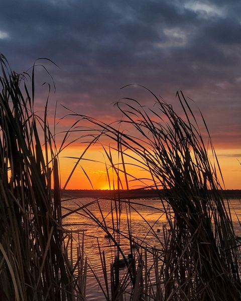 The sun rising over the marsh at the Emiquon Preserve.
