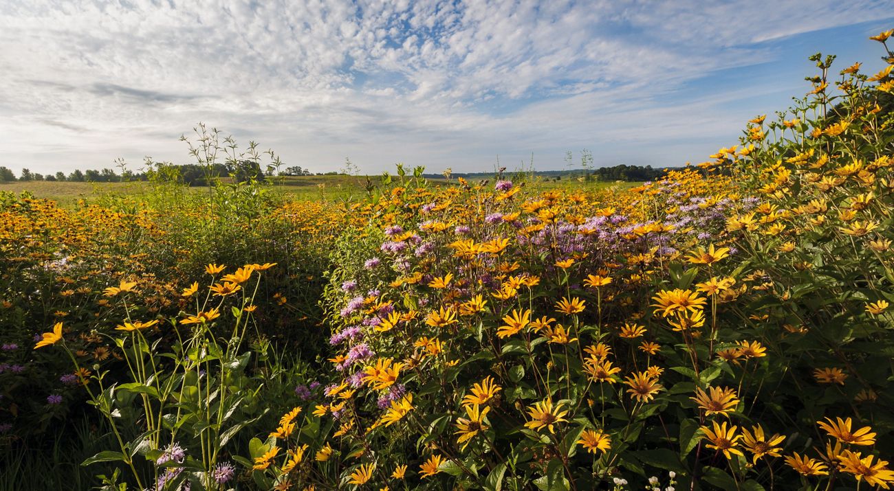 A field of yellow and purple wildflowers under a blue sky with puffy white clouds.