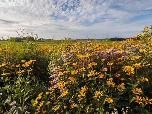 Nachusa Wildflowers