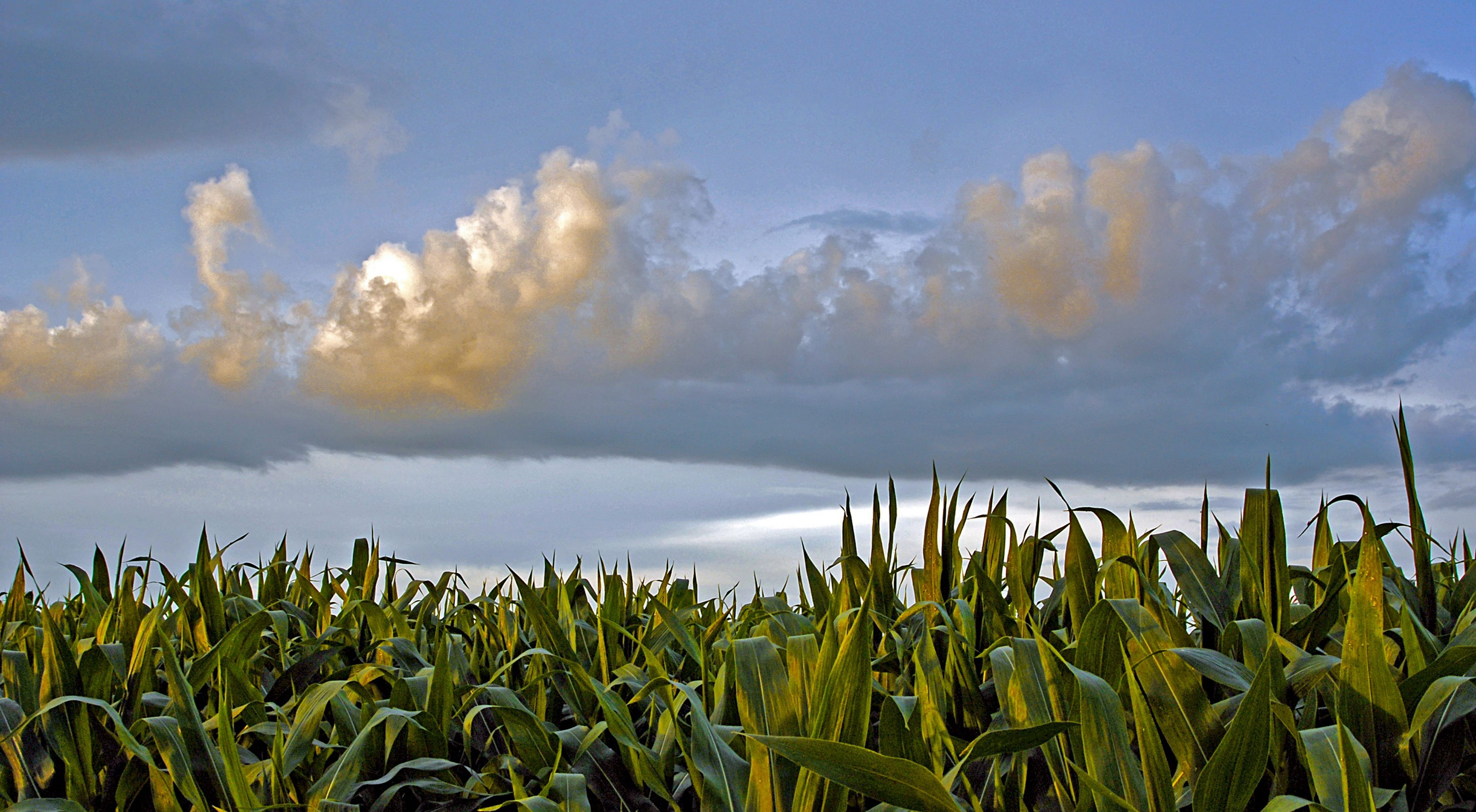 Corn crop at the Franklin Family farm under a pastel blue sky.
