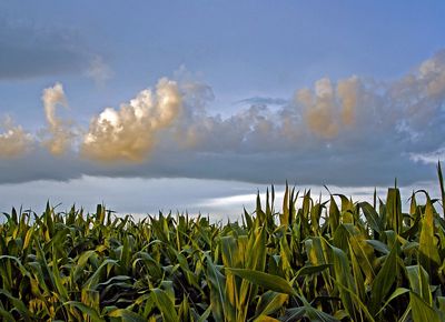 Corn crop at the Franklin Family farm under a pastel blue sky.