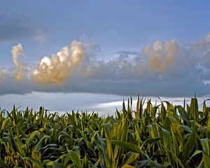 Corn crop at the Franklin Family farm under a pastel blue sky.