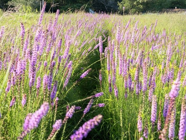 Wildflower Path