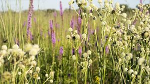 A close-up photograph features purple and white wildflowers blooming in a prairie.