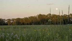 The moon appears above trees and open prairie.