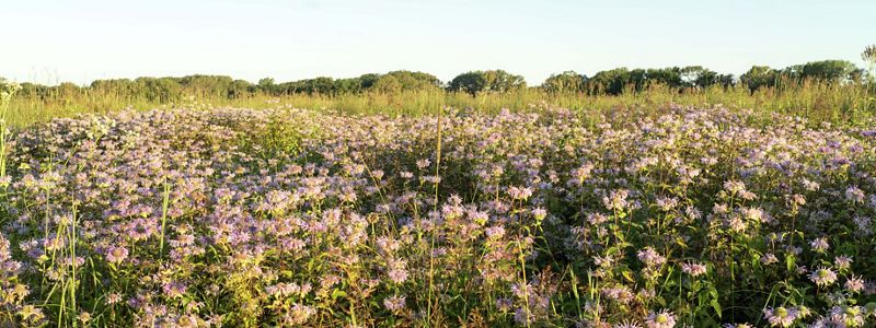 Wildflowers in a prairie.