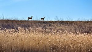 Two deer at the top of an embankment with late fall vegetation. 