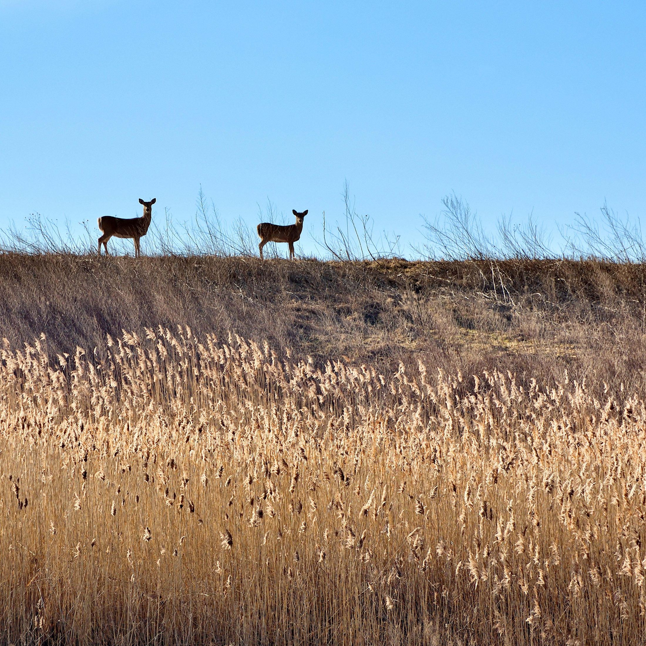 Two deer stand on a grassy hill. They stand out against a blue sky. 