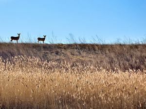 Two deer stand on a hill. Their silhouettes are enhanced by the sun. 