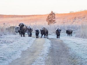 Bison walking in a frosted prairie.