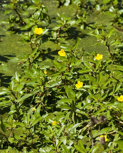 A closeup of creeping water-primrose.