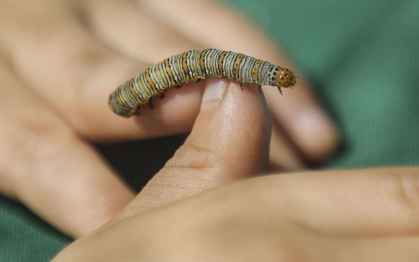 A yellow-and-white-striped caterpillar crawls on a hand.