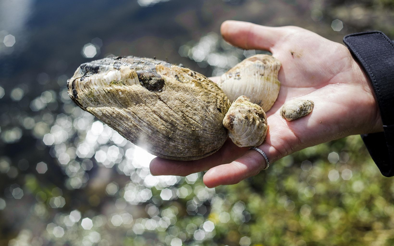 A TNC staff member holds mussles in his hand.