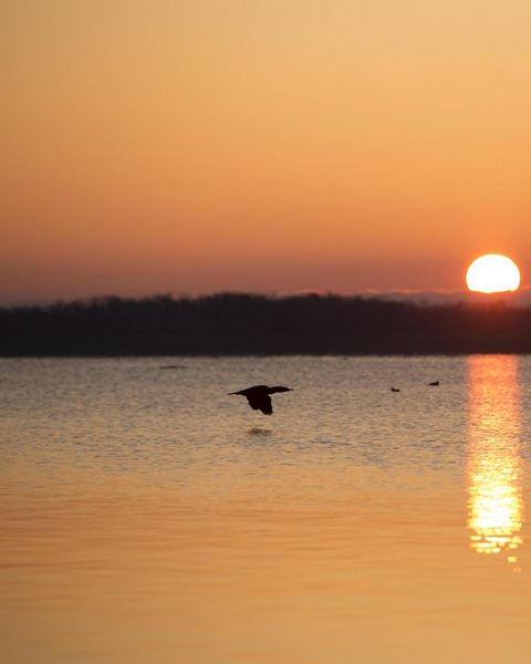 A double-crested cormorant flying low over the water at sunrise at Emiquon.