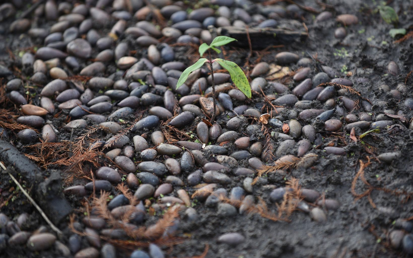Seedling Seedlings grow on the ground by Mermet Lake at the Cache River Wetlands Preserve. © Laura Stoecker