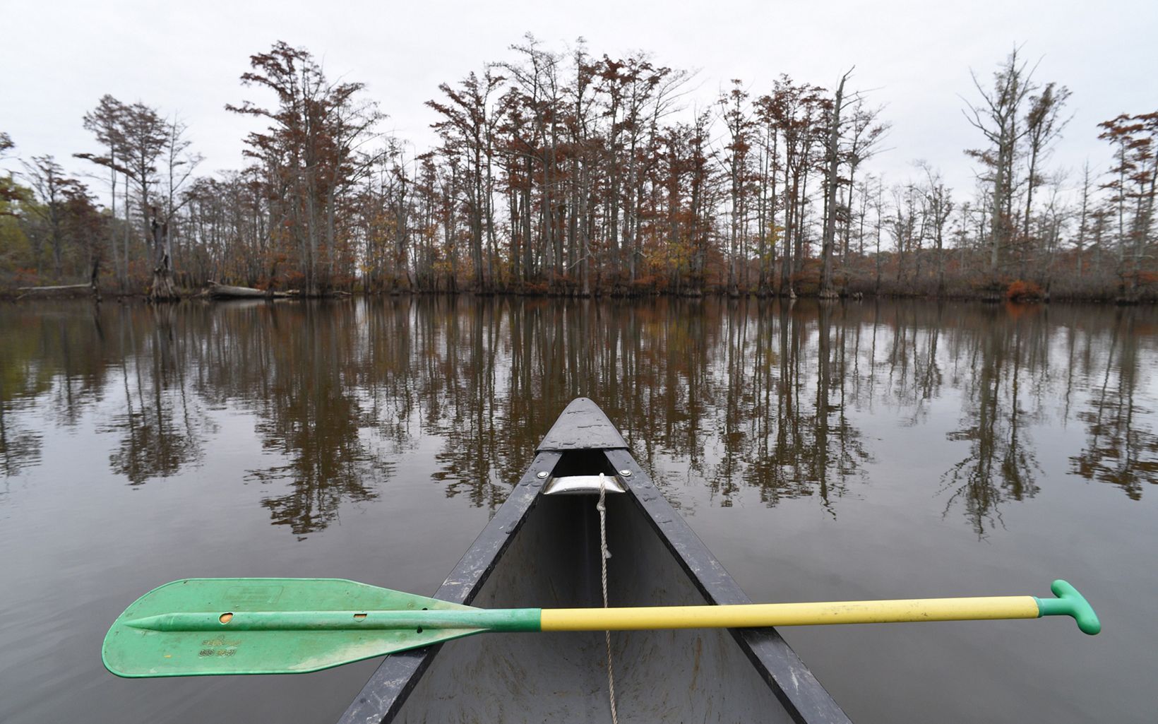
                
                  Canoeing the Cache Canoeing the Cache River is a great way to glimpse the many Cypress trees that call the Wetlands home.
                  © Laura Stoecker
                
              