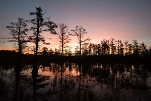 Dark silhouettes of Cypress trees stand tall over shallow water at sunrise.
