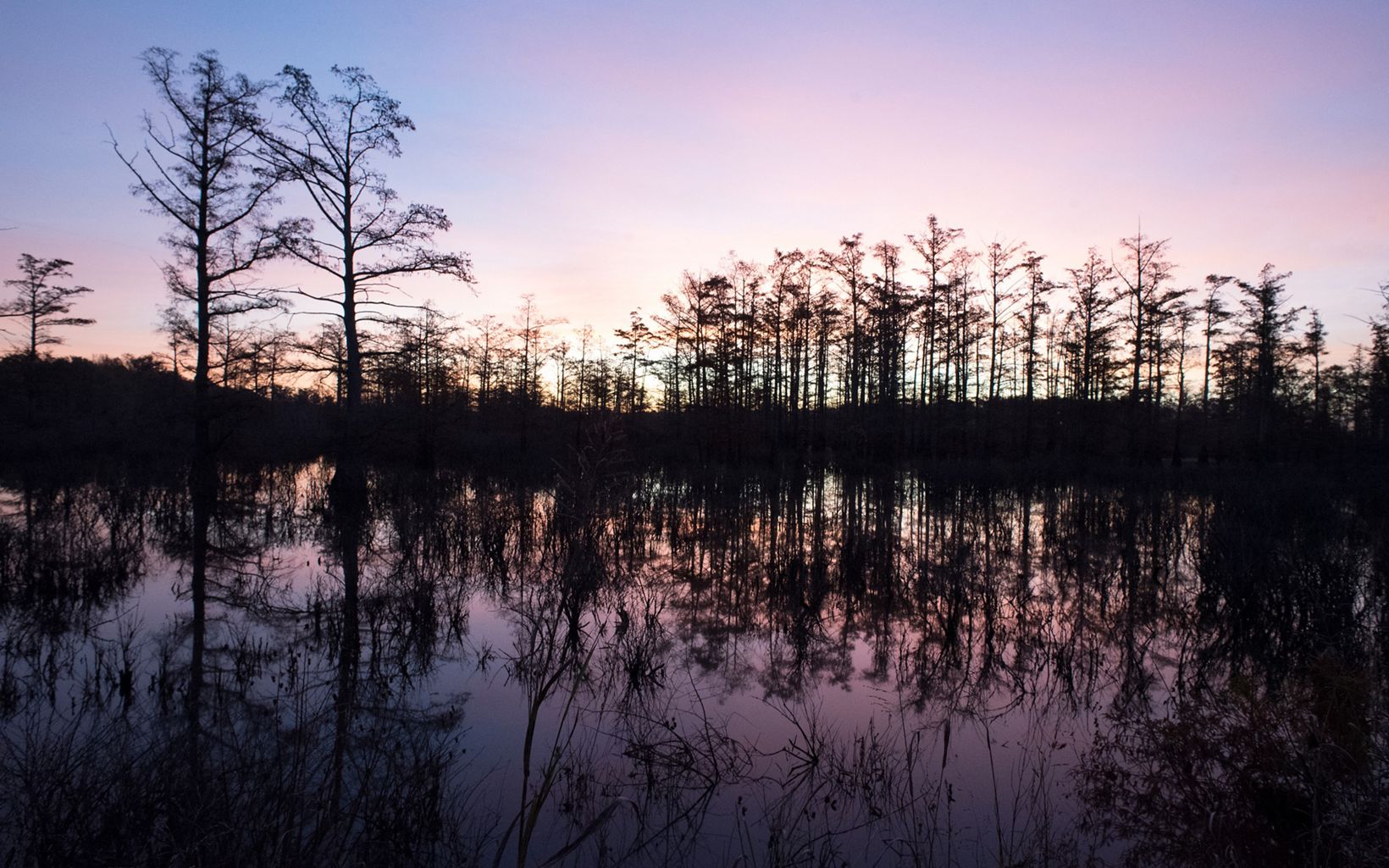 Cypress Tree Sunrise Sunrise is a beautiful time to visit the Cache River Wetlands Preserve. © Laura Stoecker