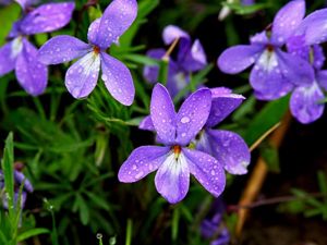 A close-up of purple bird's foot violet flowers.