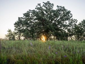 Sunrise through large oak tree.