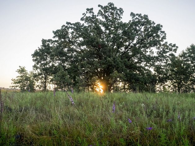 A tree at Nachusa Grasslands.