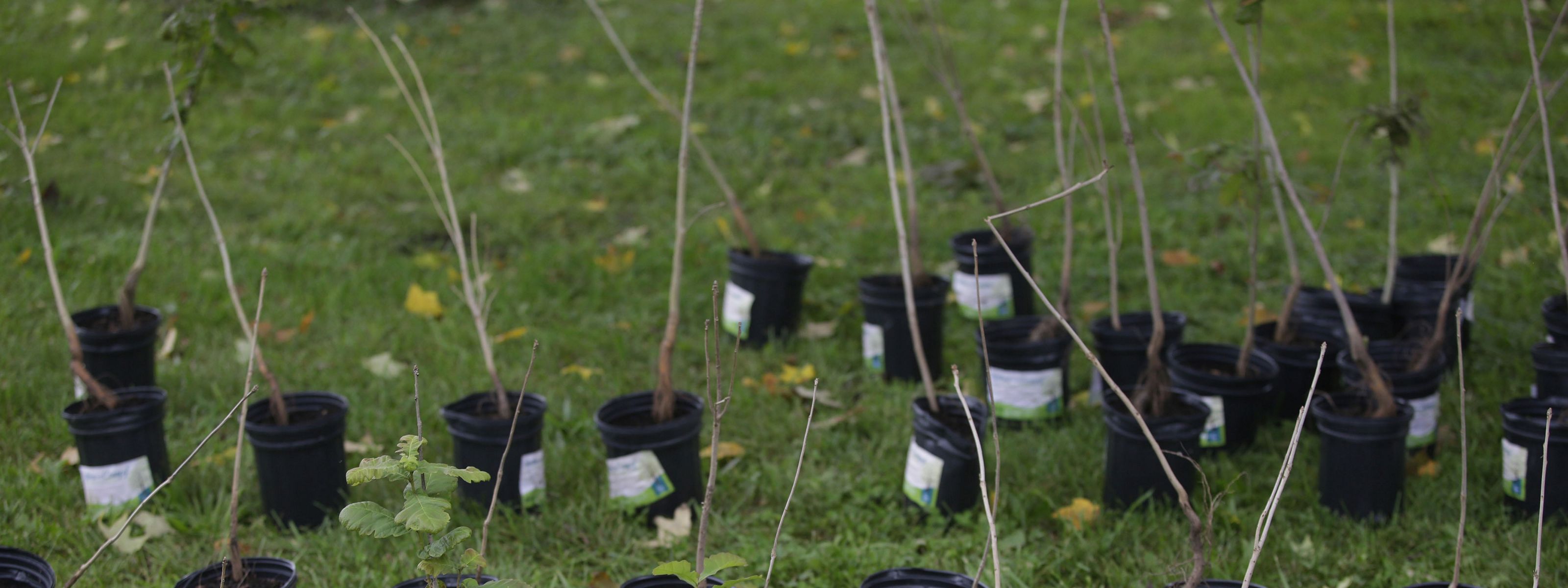 A few rows of tree saplings in nursery buckets wait on a grass field before being planted.