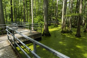 A boardwalk twists and turns around tall trees jutting out of duckweed-covered water.