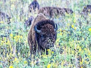 A bison in a field of yellow flowers and dried brown flower stalks with the herd in the background.