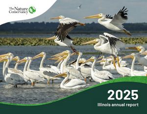 Cover of 2025 Illinois annual report featuring a flock of pelicans taking flight.