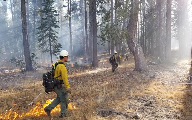 Fire workers span out through a forest to light a controlled burn.