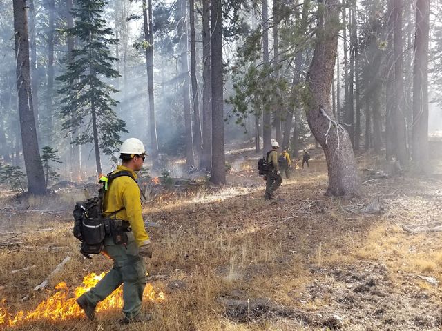 Burn crew members spread out through an open forest, setting fire to some of the grass in the understory.