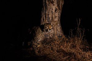 A cheetah rests near the trunk of a tree.